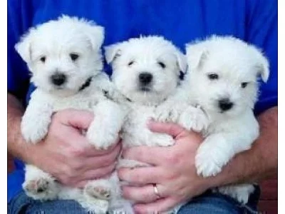 Blazer západní teriér