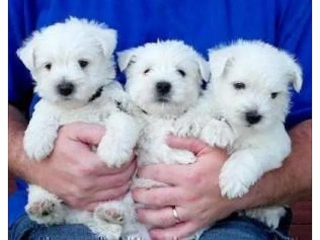 Blazer západní teriér