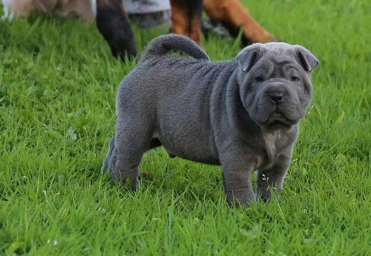 Misty 1 Shar Pei připraveni