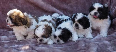 Akc Cooper Shih Tzu