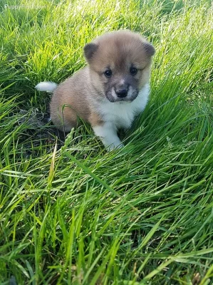 Sable-parti Shiba Inu