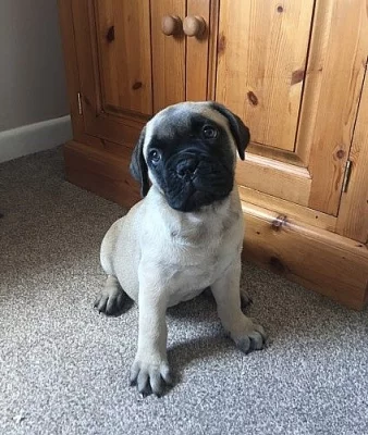 Yasa býčí mastiff štěňata pro x masový dárek