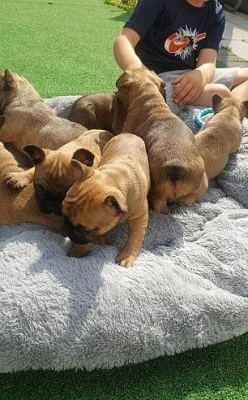 Merle M francouzský buldok