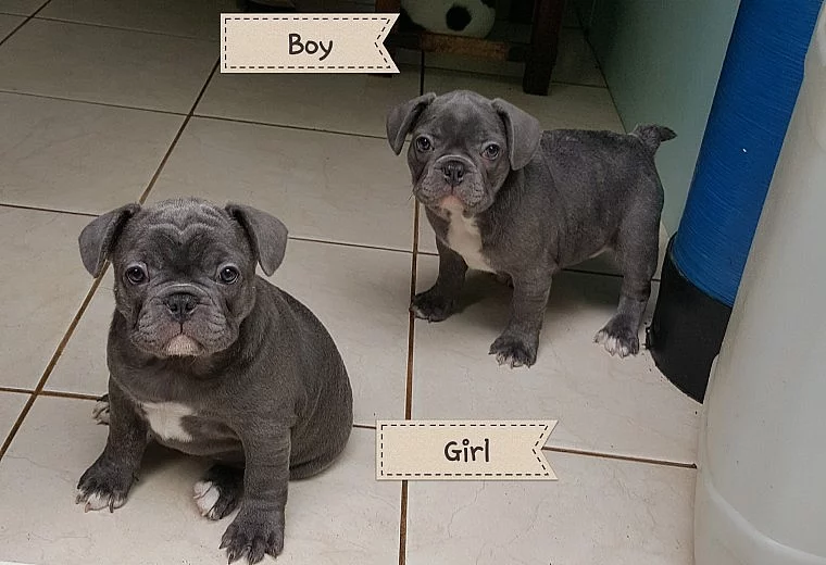 Merle M francouzský buldok