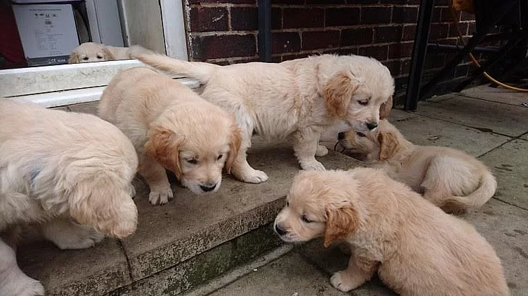 Gaga Golden Retreiver