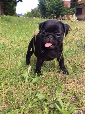 Od prosince štěňátka Mops pro lepší rodinu.