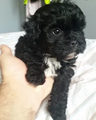 Štěňata Merle M Shihpoo pro novou rodinu