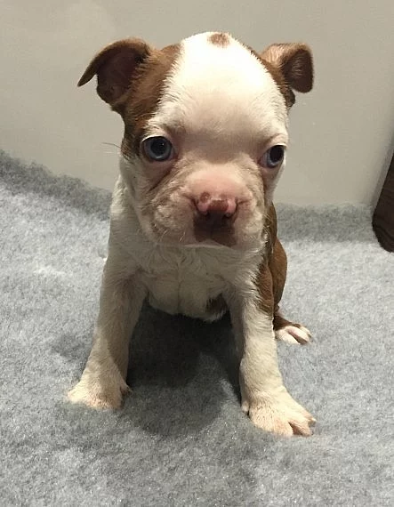 Yasa ojuku Boston Terrier štěňata