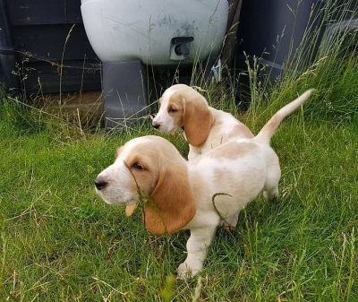 Sable-parti Induka madu Štěňata Basset Hound