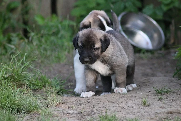 Akc Cooper Anatolian Shepherd připraven