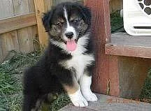 Misty 1 štěňata australského ovčáka igwe