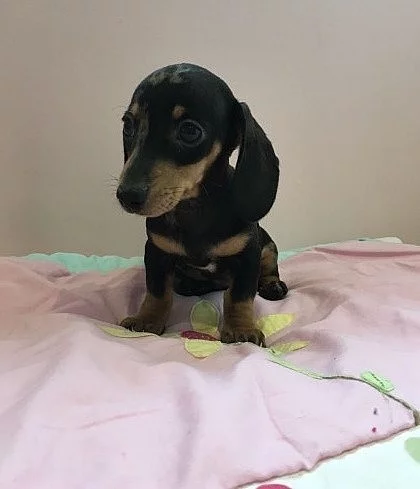 Akc Mama Pt žijí štěňata dachshund připraveni