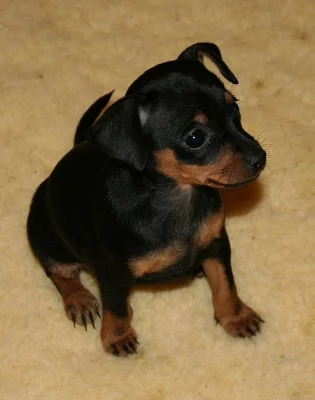 Chubba Wubba Miniature Pinscher štěňata připravena