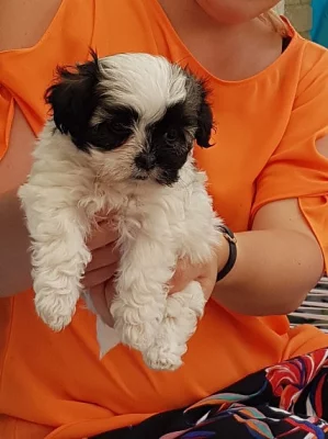 Twilight G 1 Maltipoo je připraveno jít