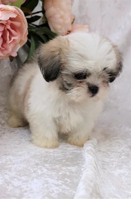 Akc Punkin Alaga Malshi muž a žena