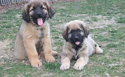 Sasha Pet Leonberger pro nový domov