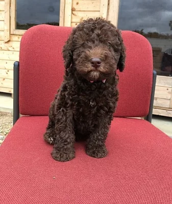 Gypsys Boy1 připravena na Labradoodle