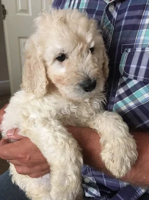 Snowene potvrdila registrované štěňata Goldendoodle