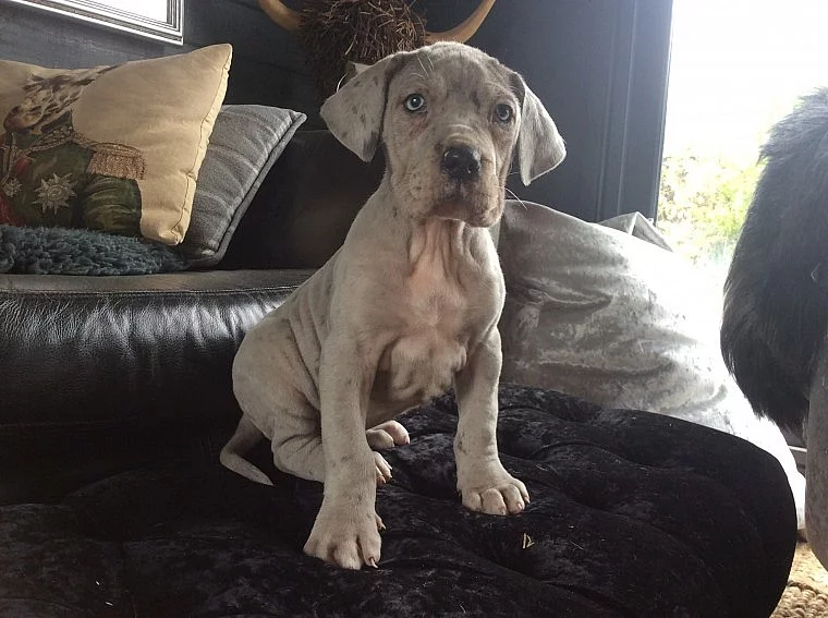 Světlý Cm S čistý muž a žena Great Dane