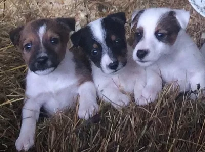 Jasmine Douala Fox teriér muž a žena