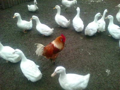 Kachny pekingske