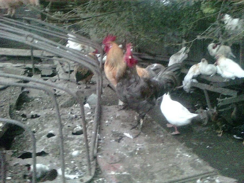 Kohouti