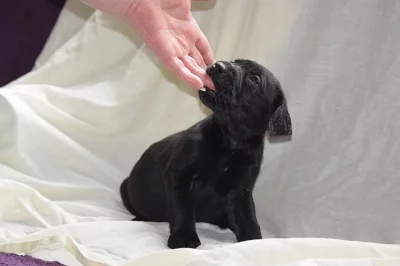 Mariah tatínek vyškolel štěňata labradorů