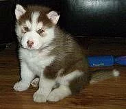 Bf Prodej Ceas malingo make a samice sibiřských husky štěňát