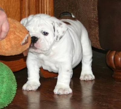 Super Adorable AKC anglický buldok