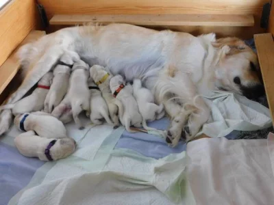 Golden (zlatý) retriever - štěňata s PP