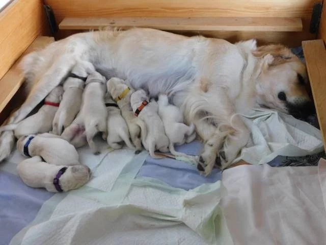 Golden (zlatý) retriever - štěňata s PP