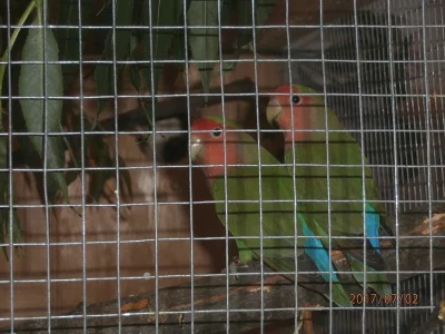 Agapornis růžohrdlý