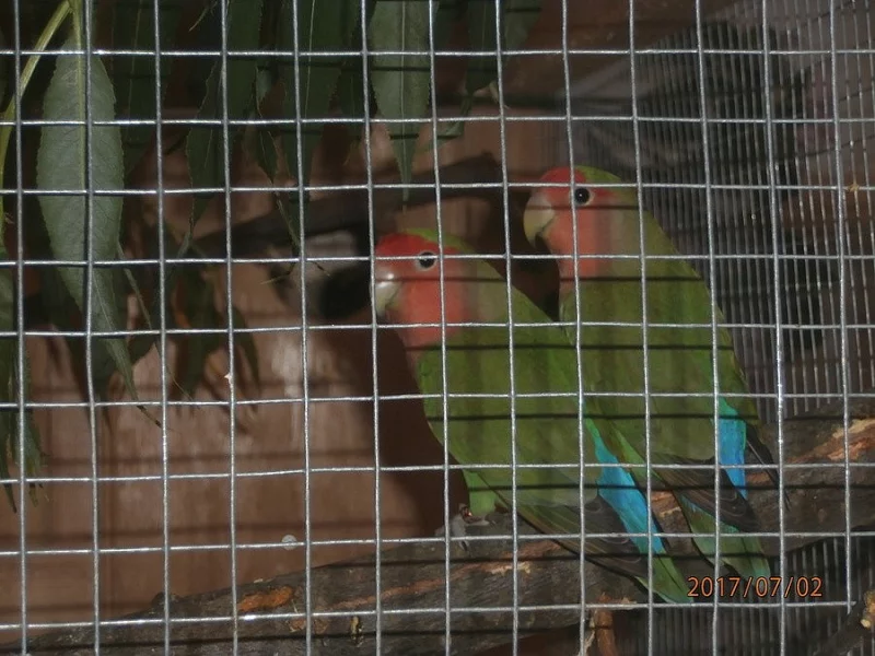 Agapornis růžohrdlý