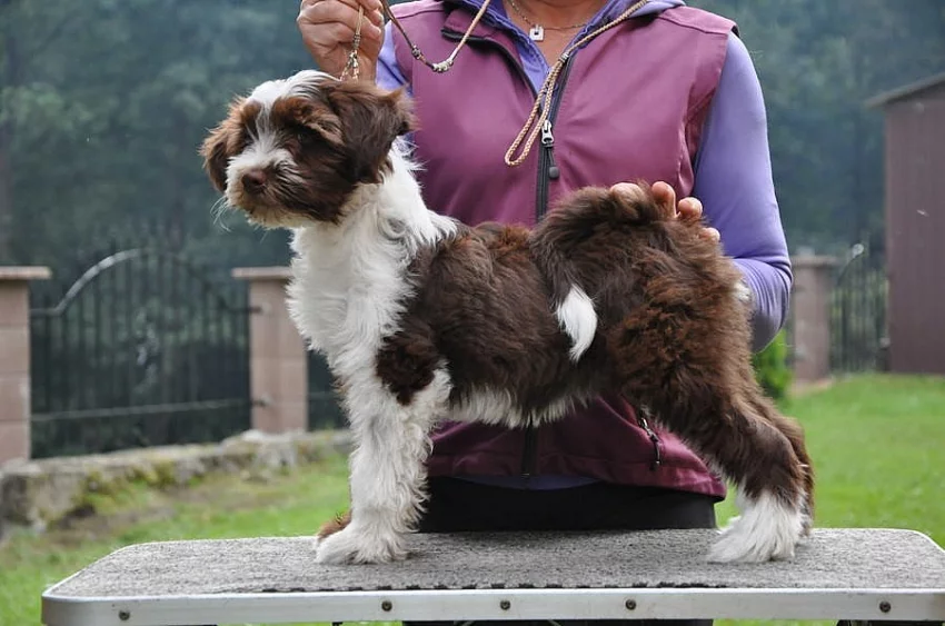 Tibetský teriér