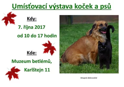 Umísťovací výstava koček a psů