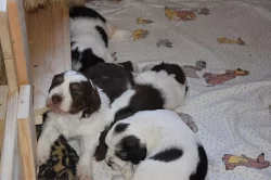 Polský ovčák nížinný s PP