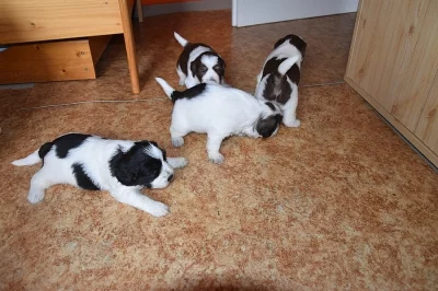 Polský ovčák nížinný s PP