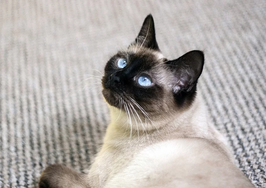 Thajská koťátka s PP ( Siamská )