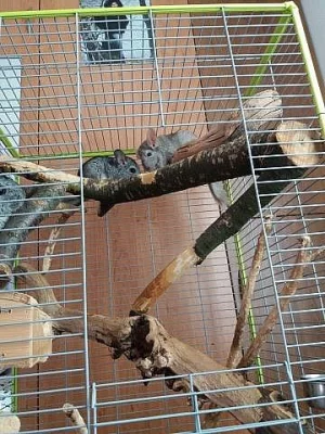 činčila - sameček 5 měsíců