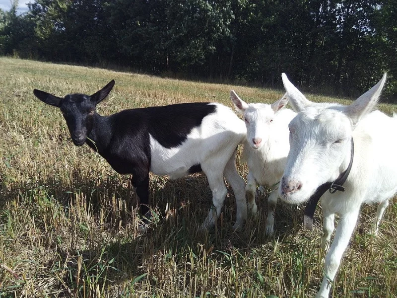 Prodej kozy a kůzlat