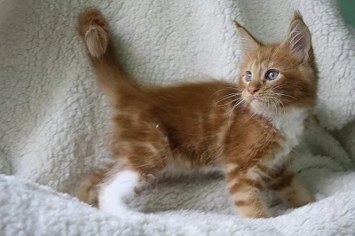 Prodám mainské mývalí kocourky s PP