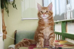 Prodám mainské mývalí kocourky s PP