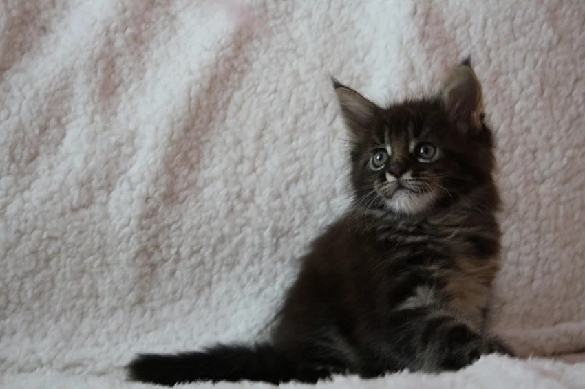 Prodám mainské mývalí kocourky s PP