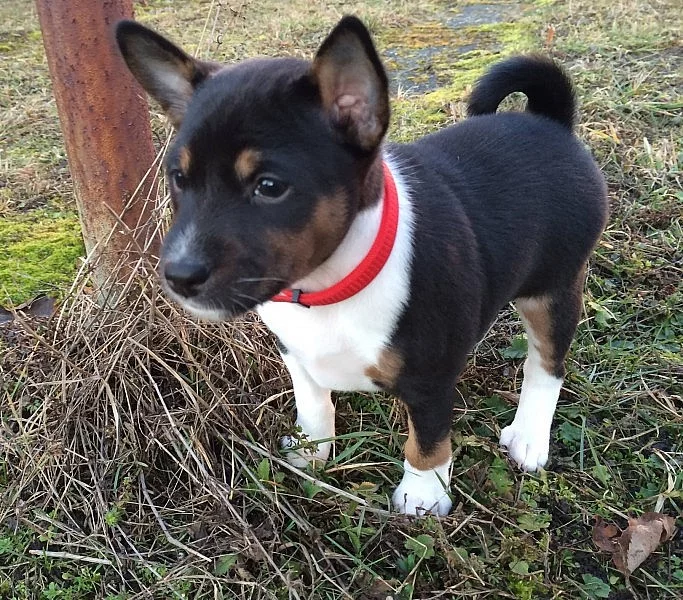 Koupím štěně Basenji