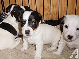 Krásné jack russel štěňata