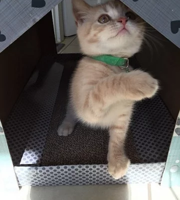 British Shorthair Kittens Gccf Reg