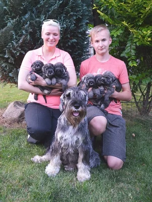 Knírač střední pepř a sůl