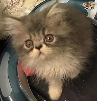 Perská Boy Kitten připravena na nový domov