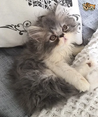 Perská Boy Kitten připravena na nový domov