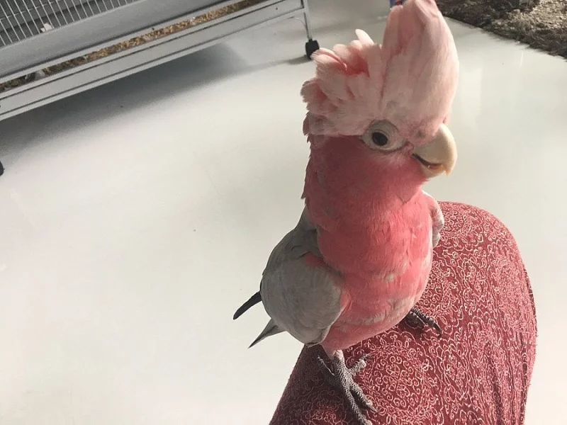Kakadu růžový samec